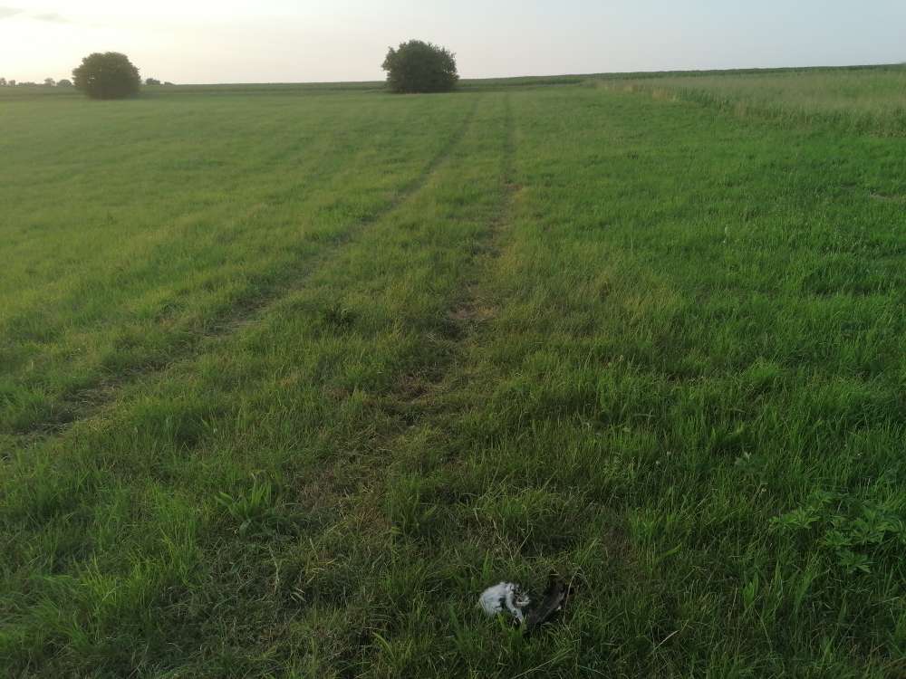 Giftköder-Totes Tier-Profilbild