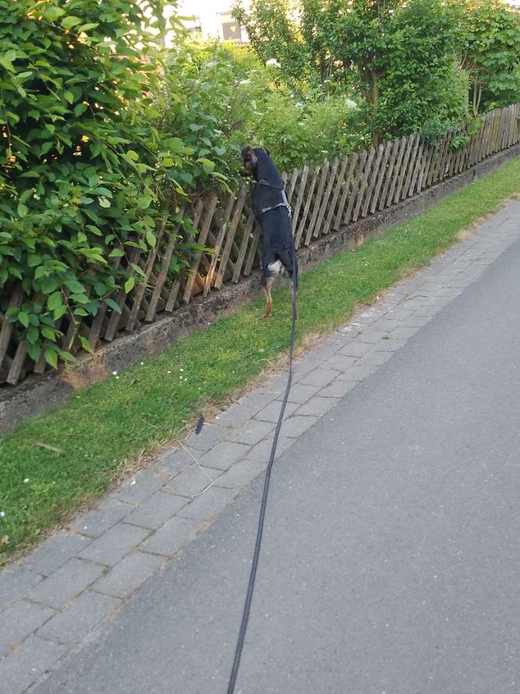 Hundetreffen-Hunde treff-Profilbild