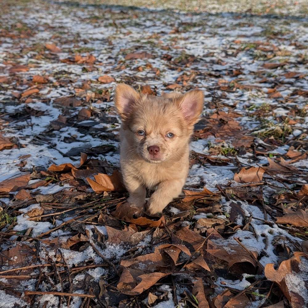 Hundetreffen-Wir suchen kleine Hunde Freunde!🐕-Profilbild