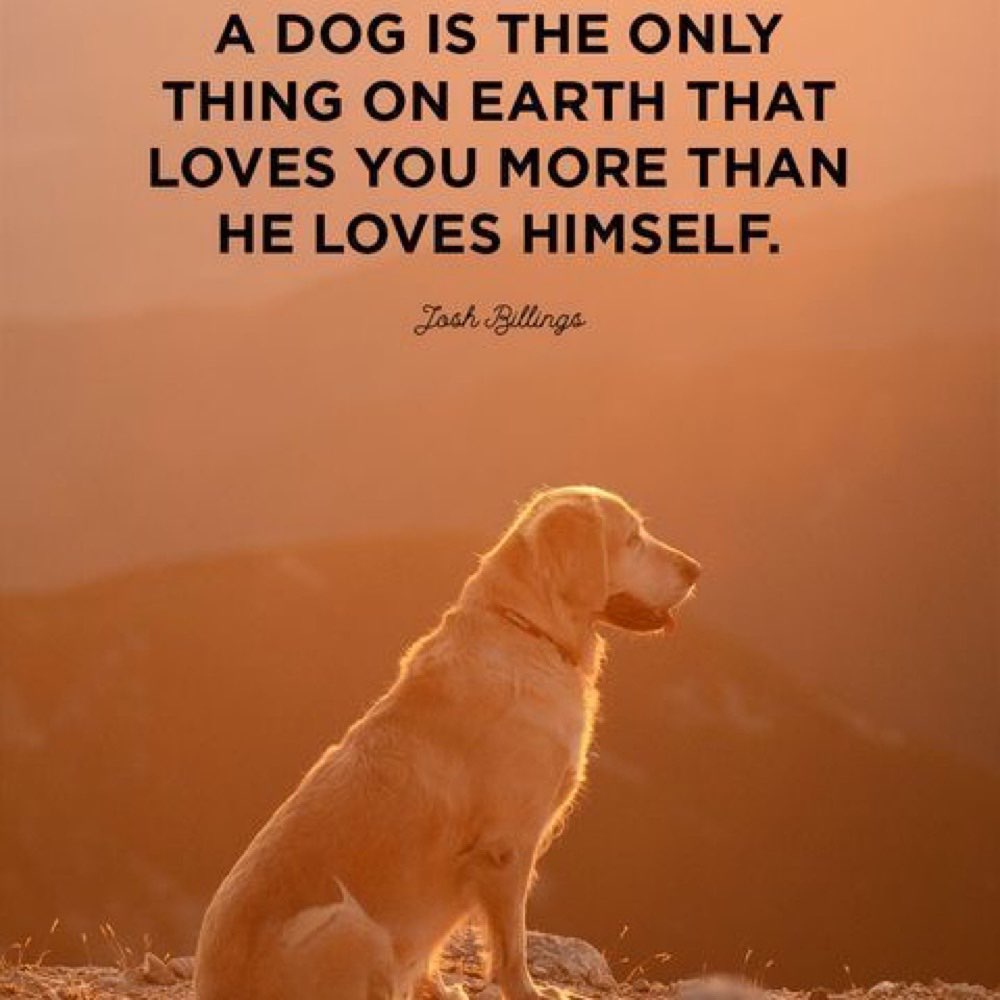 Hundetreffen-Gassi und Spiel Runde in Goslar-Profilbild