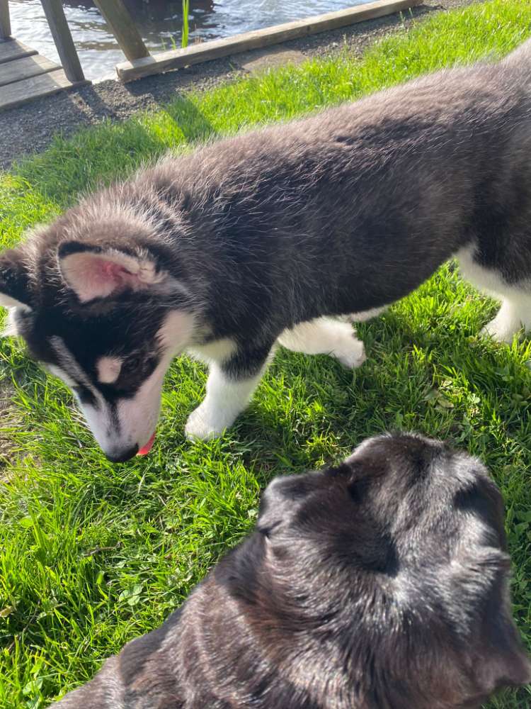 Hundetreffen-Husky treffen in der Hunde Zone-Profilbild