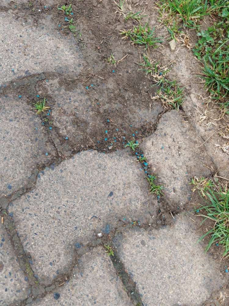 Giftköder-Schneckenkorn nahe Tierheim-Profilbild