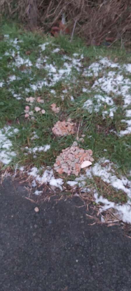 Giftköder-Verdächtiges Trockenfutter-Profilbild