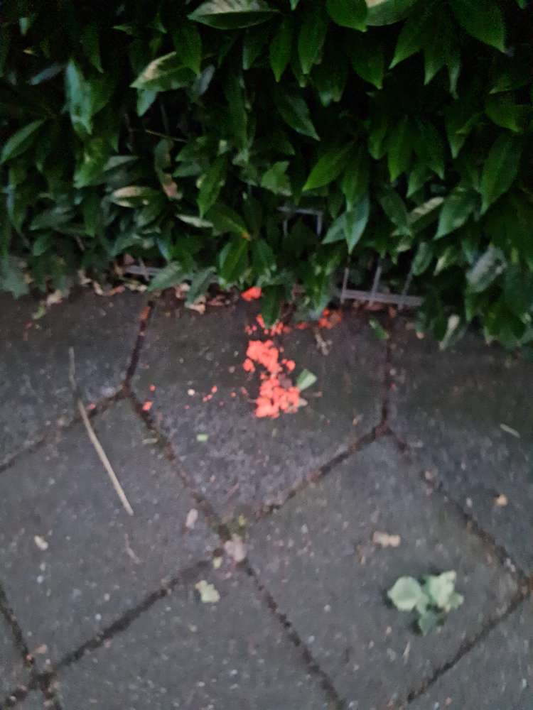 Giftköder-Achtung Ratten Gift-Profilbild