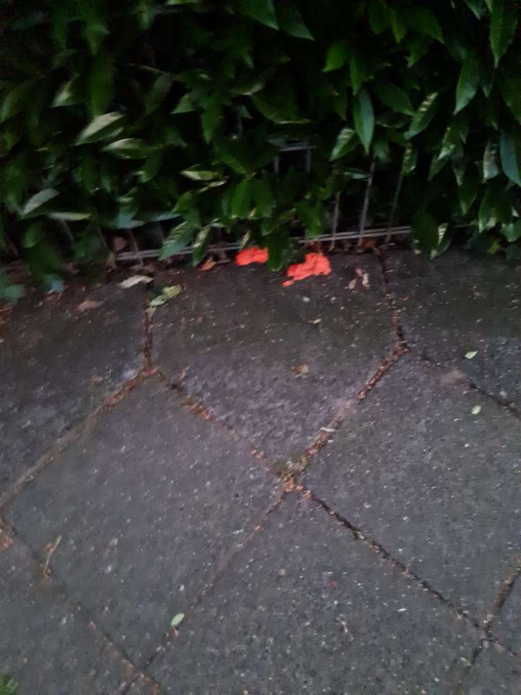 Giftköder-Achtung Ratten Gift-Profilbild