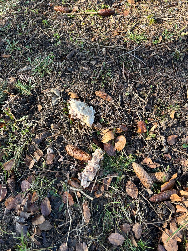 Giftköder-Fleischabfälle ggf. Giftköder-Profilbild