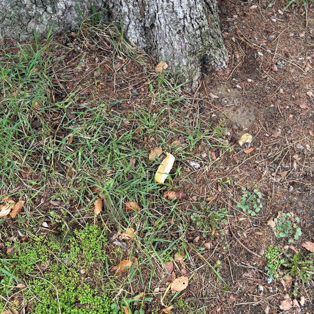 Giftköder-Käse ausgelegt-Profilbild