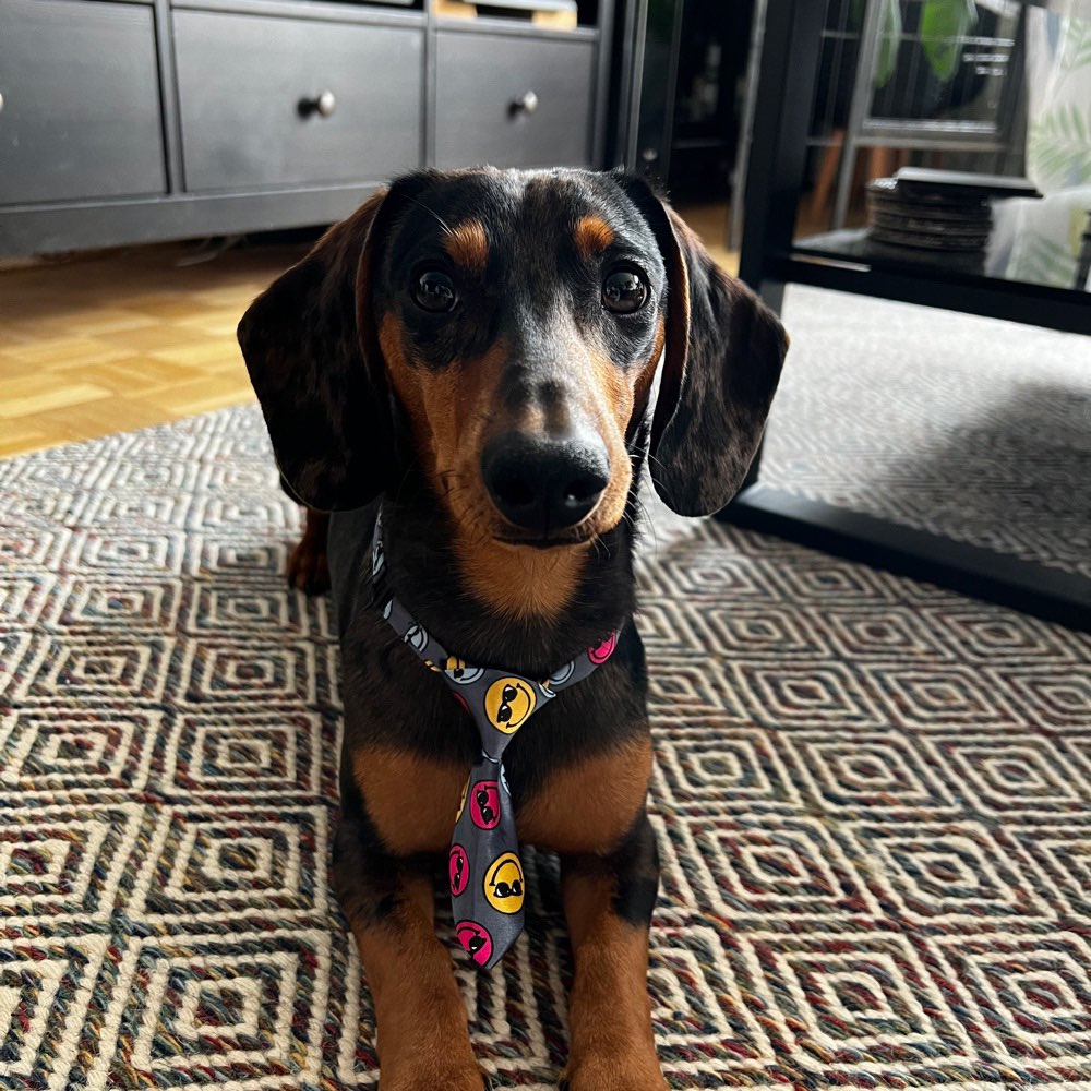 Hundetreffen-Spielkumpels gesucht-Profilbild