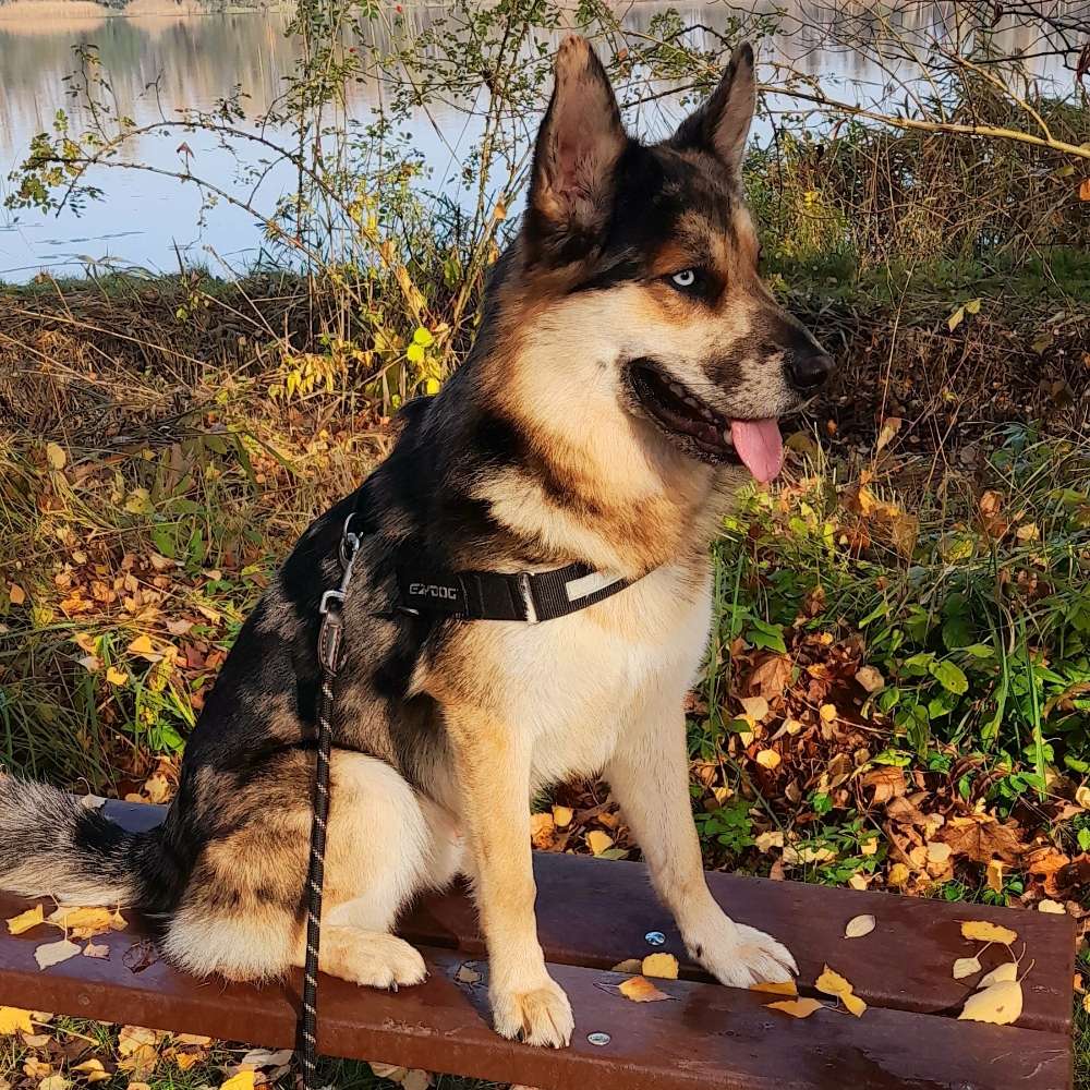Hundetreffen-Gassirunde und spielen-Profilbild