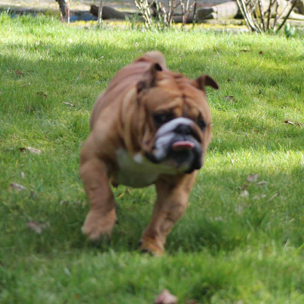 Hundetreffen-Gassi gehen  +Spielen in Obrighoven mit Pascha 😊-Profilbild