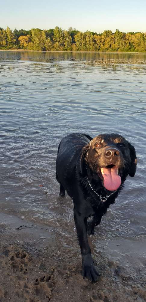 Hundetreffen-Gassi + Spielen in Obrighoven mit Bo-bo 😊-Profilbild