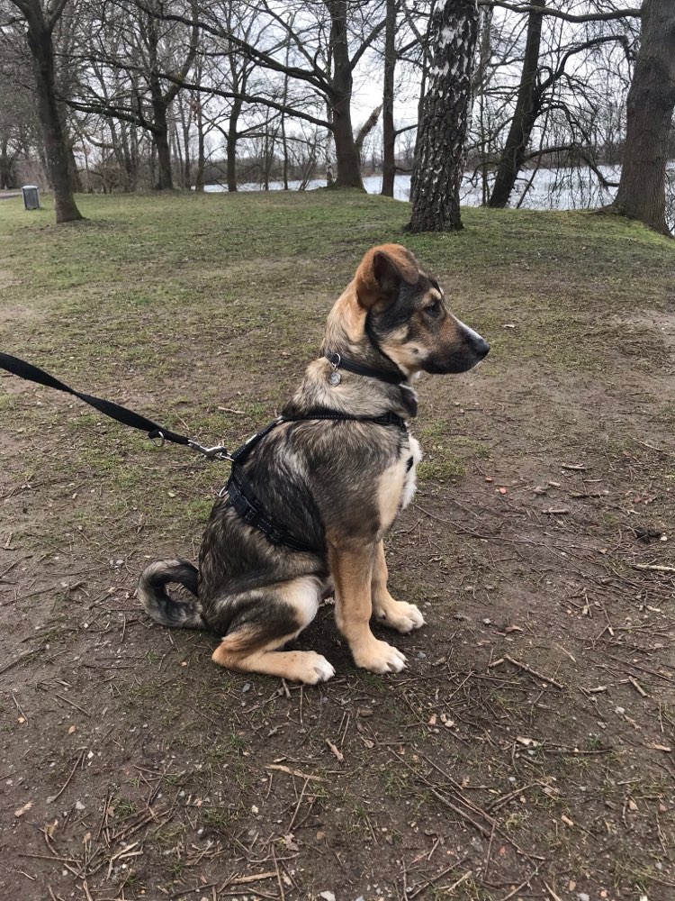 Hundetreffen-Nacho sucht Spielfreunde-Profilbild