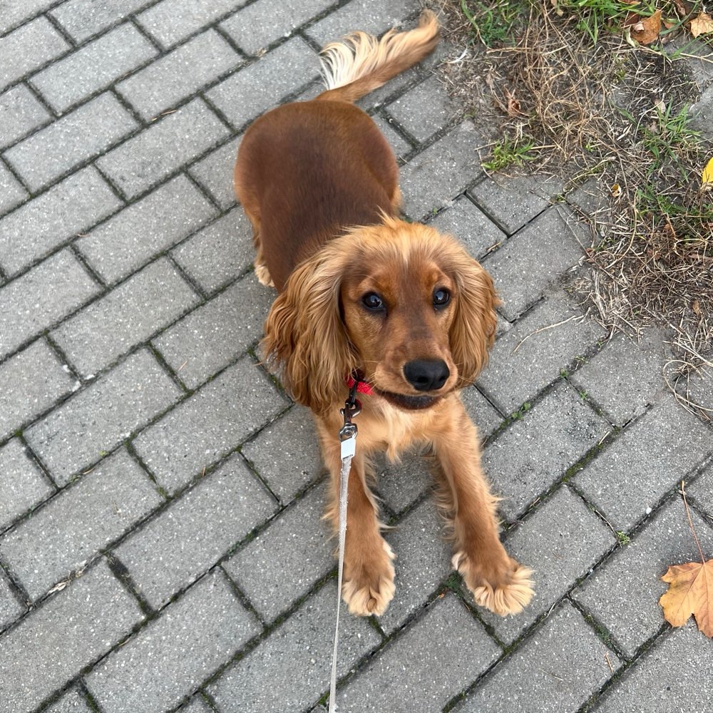 Hundetreffen-Ich suche für meinen kleinen Sammy einen Spielfreund 🥰-Profilbild