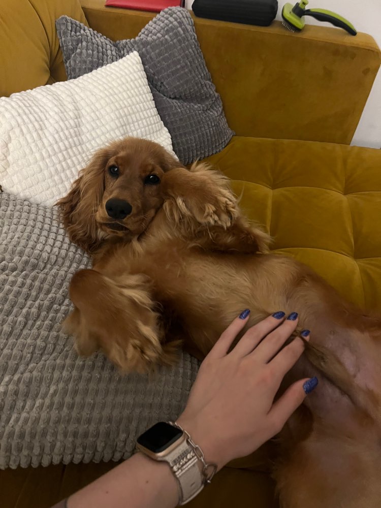 Hundetreffen-Ich suche für meinen kleinen Sammy einen Spielfreund 🥰-Profilbild