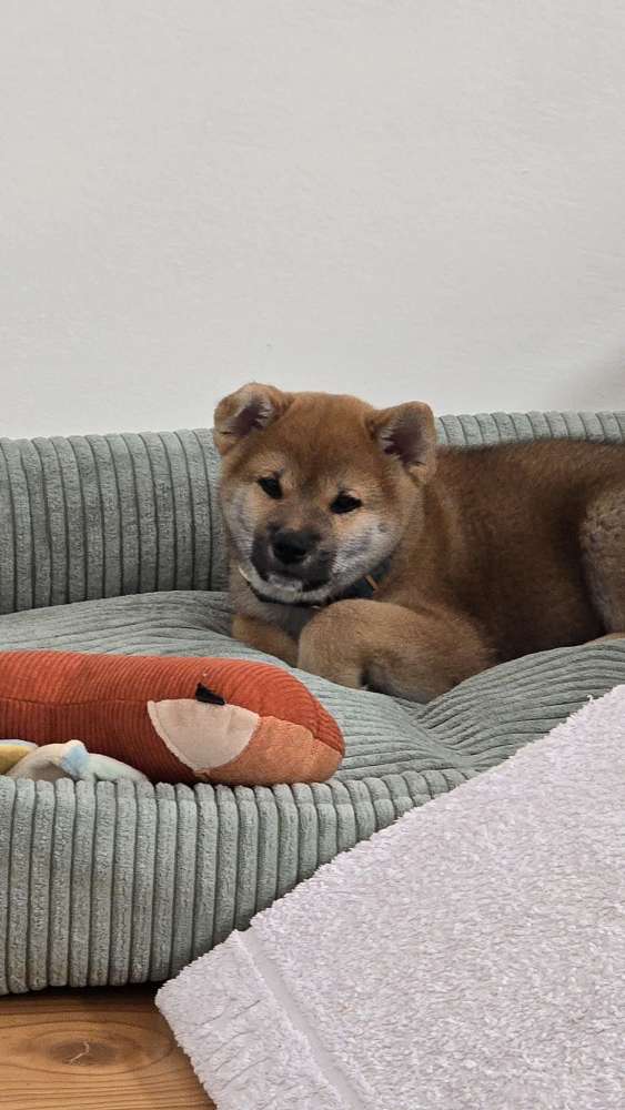 Hundetreffen-Welpentreff im Gillesbachtal-Profilbild