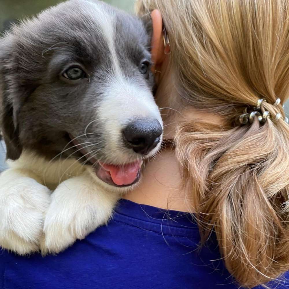 Hundetreffen-Welpentreffen am Mensfelder Kopf-Profilbild