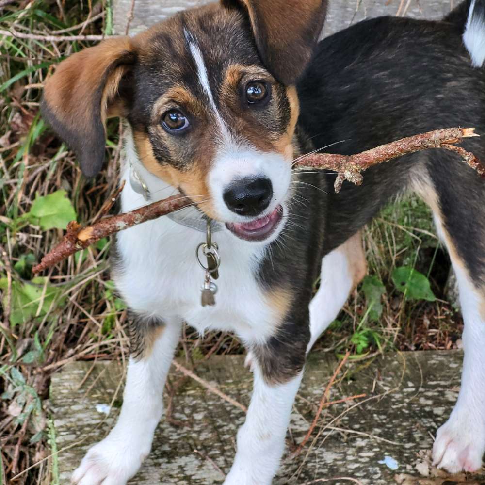 Hundetreffen-Nach Absprache-Profilbild