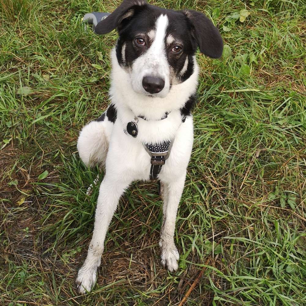 Hundetreffen-Spiel oder Gassirunde in Lennep-Profilbild