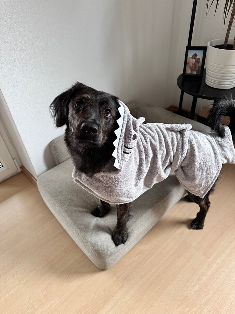 Hundetreffen-Spielfreund/in gesucht (Graz-Umgebung)-Profilbild