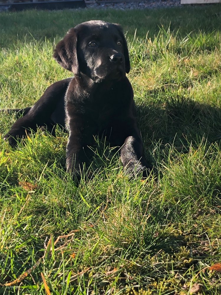 Hundetreffen-Paco sucht Spielgefährten-Profilbild