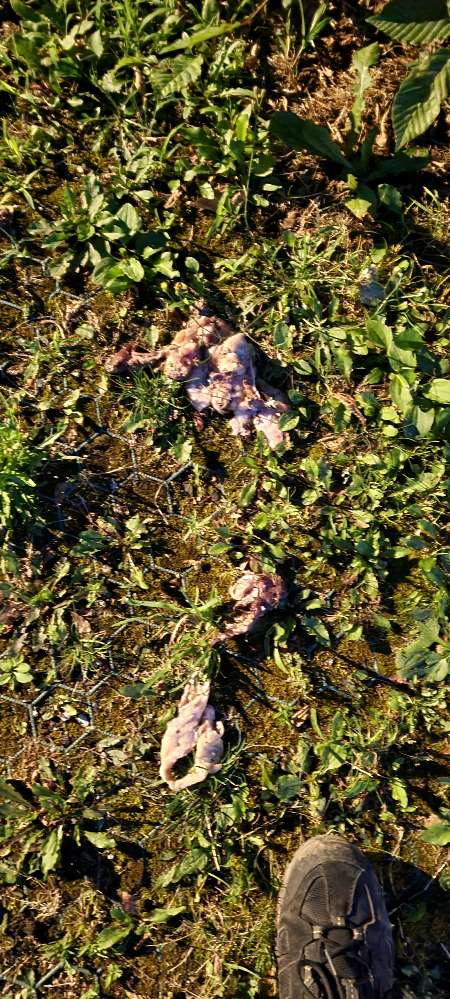 Giftköder-Essensreste, vermutlich Hühnchen-Profilbild