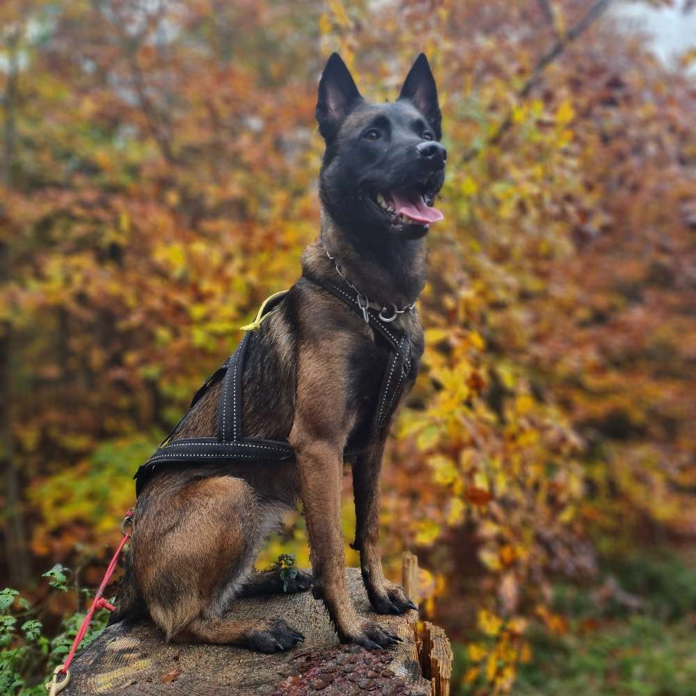 Hundetreffen-Sozialisierungspartner gesucht-Profilbild