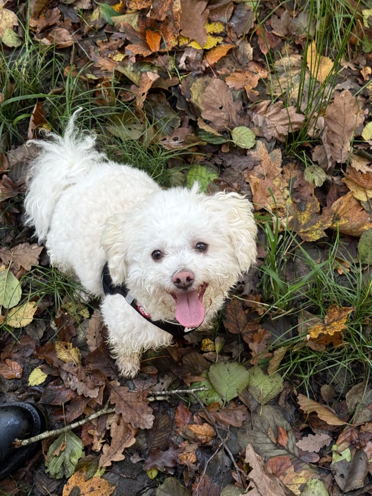 Hundetreffen-Fino sucht neue Freunde zum Spielen und Toben-Profilbild