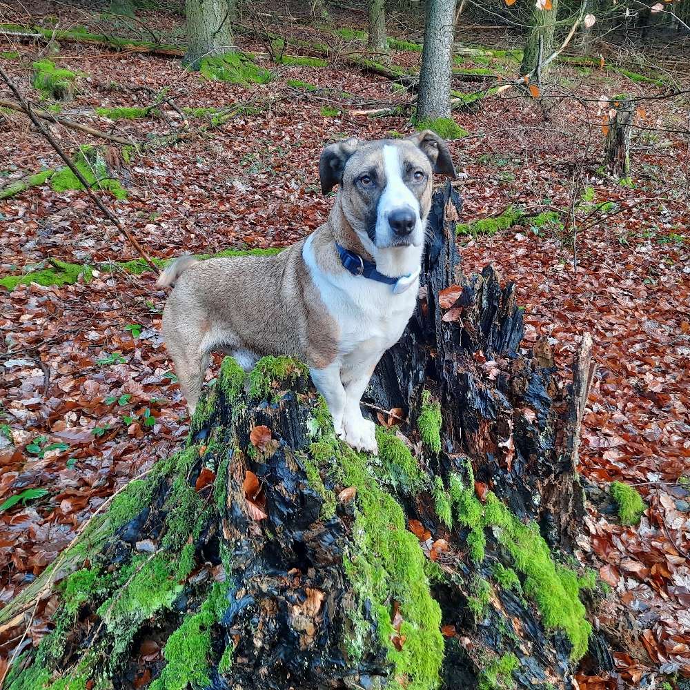 Hundetreffen-Gemeinsame Gassirunde / Trainingspartner-Profilbild