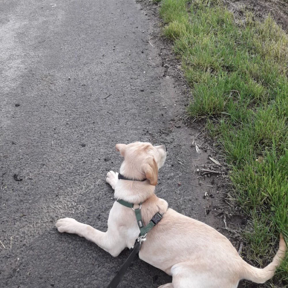 Hundetreffen-Gassi- & Spielrunde-Profilbild