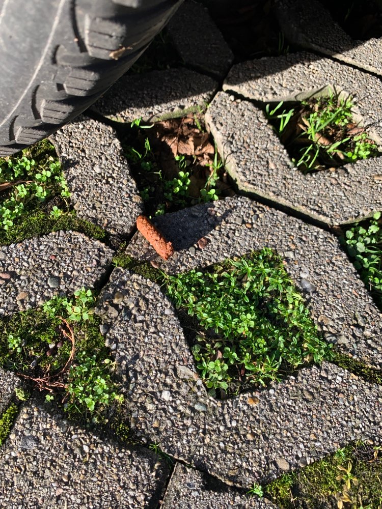 Giftköder-Verdacht auf Giftköder Schmähling-Profilbild