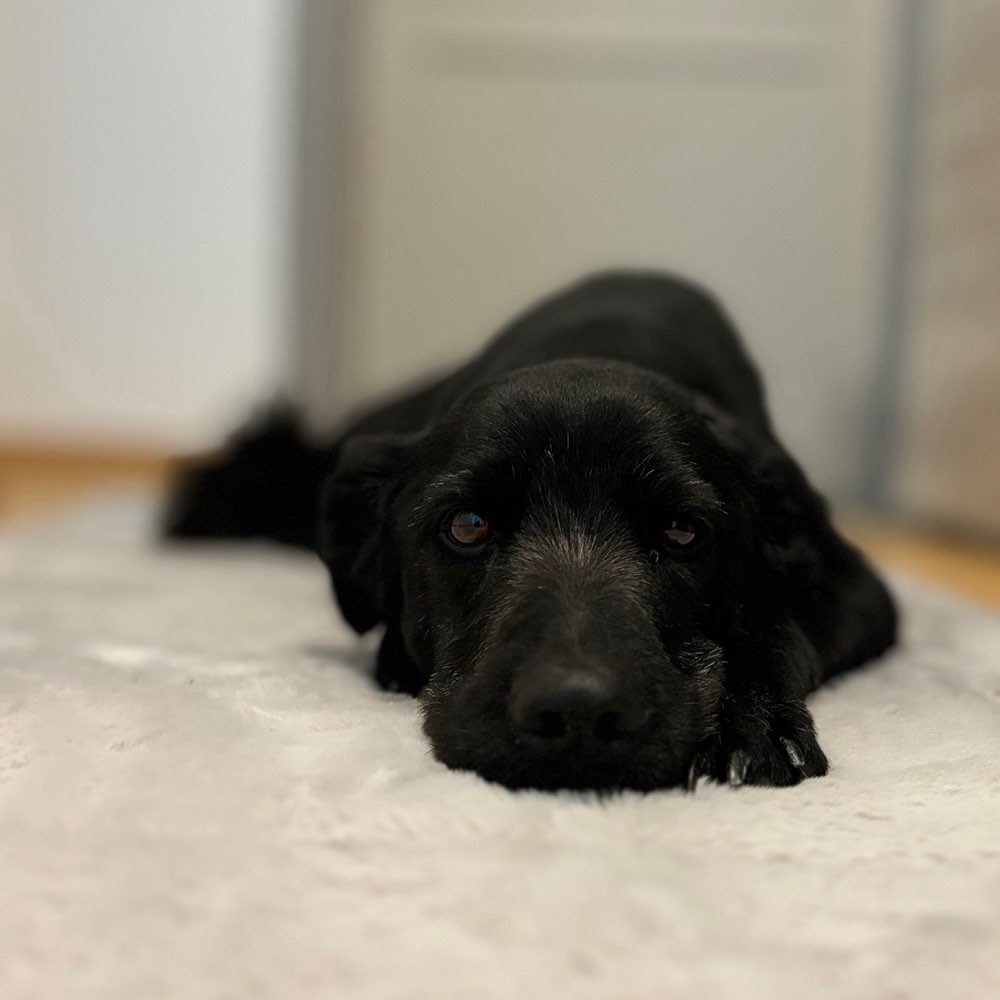 Hundetreffen-Gassirunde, toben, spielen oder Training-Profilbild