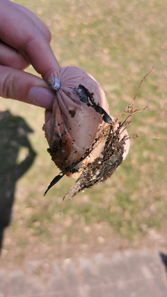 Giftköder-Leberwurst mit verstecken Nägeln im Park-Profilbild