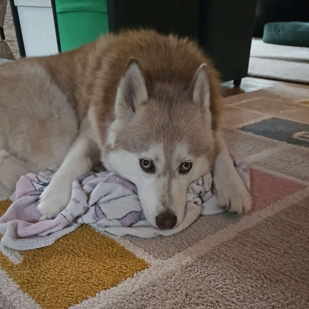 Hundetreffen-Gassi und Spiele treffen-Profilbild