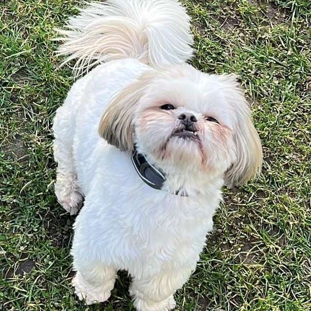 Hundetreffen-Kristian sucht Anschluss-Profilbild