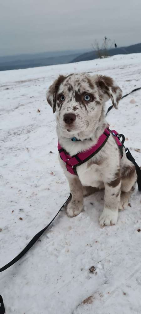 Hundetreffen-Spielgefährten gesucht-Profilbild