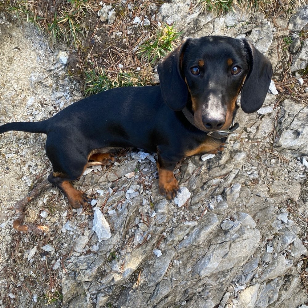 Hundetreffen-Kleine Hunde Treffen-Profilbild