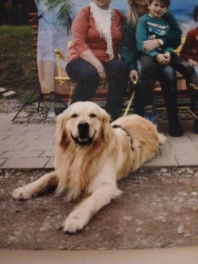 Hundetreffen-Spiel- bzw. Gassirunde-Profilbild