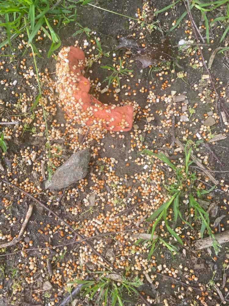 Giftköder-Giftköder-Profilbild