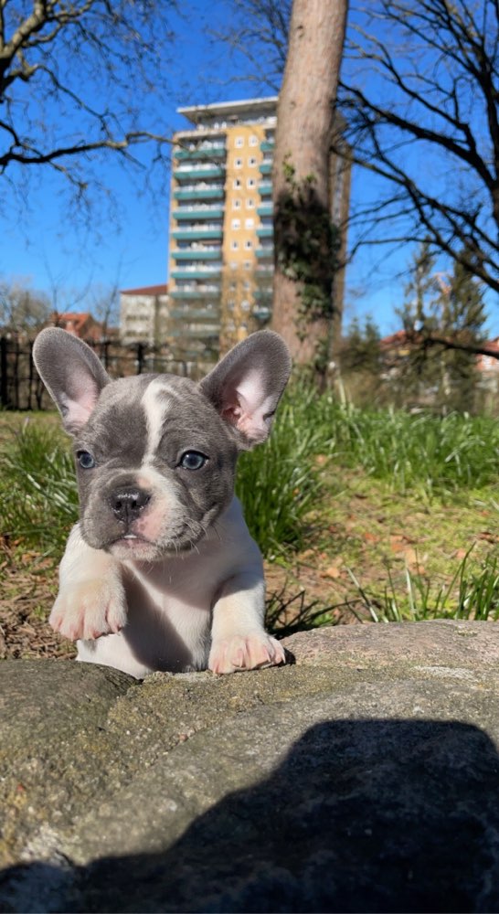 Hundetreffen-Welpentreffen Lauenburg Elbe-Profilbild