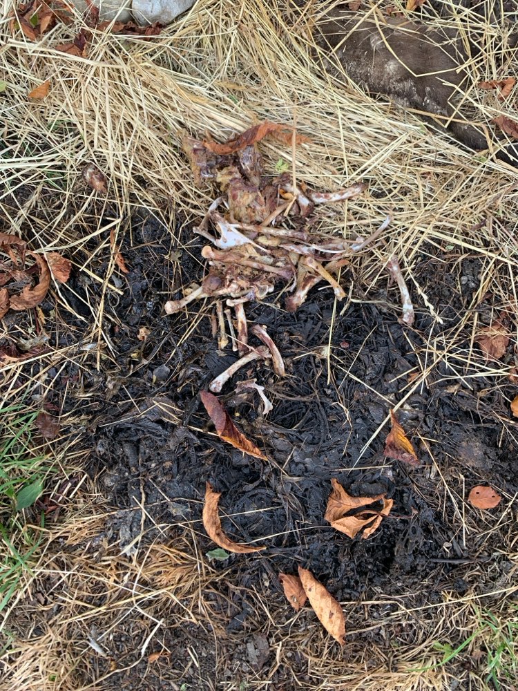 Giftköder-Hühnerknochen, Fischgräten-Profilbild