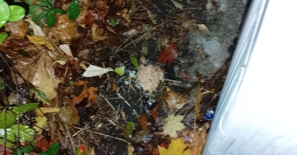 Giftköder-Verdacht auf Giftköder-Profilbild