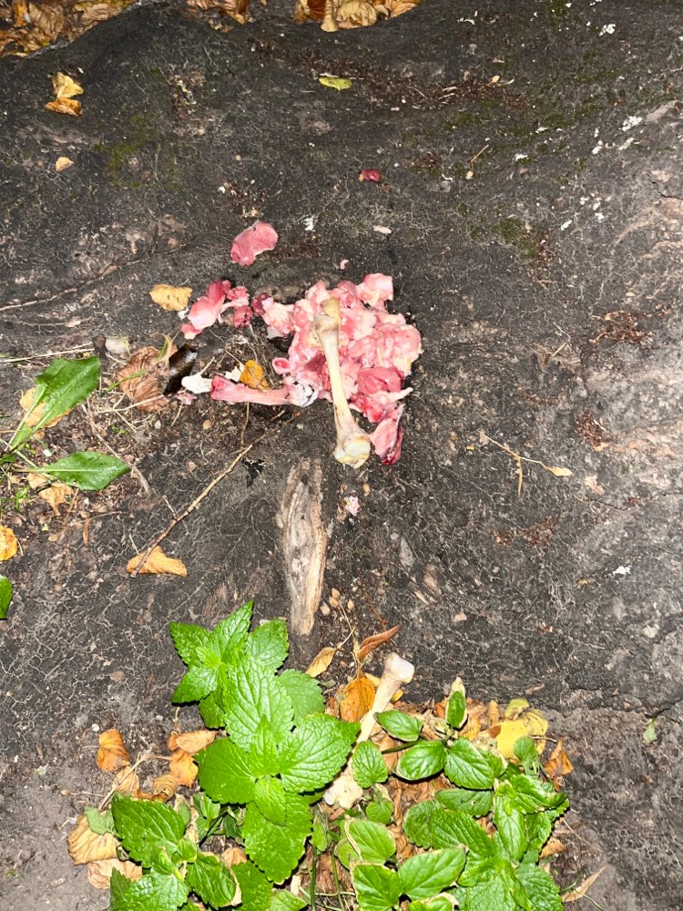 Giftköder-Rohes ausgelegtes Fleisch-Profilbild