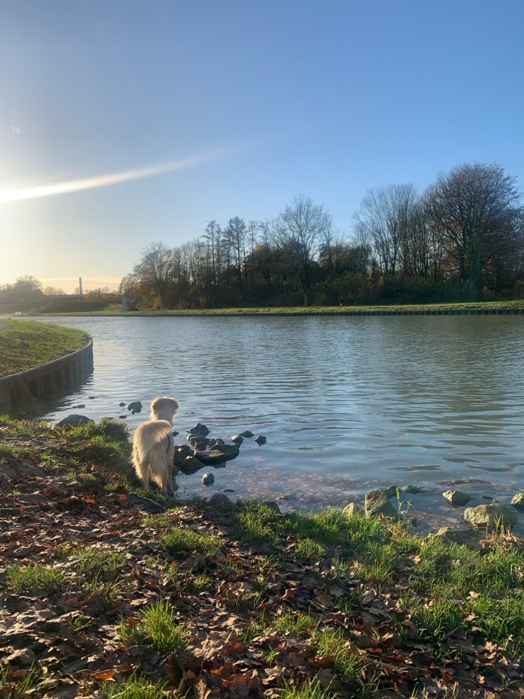 Hundetreffen-spazier-spiel-treff-Profilbild