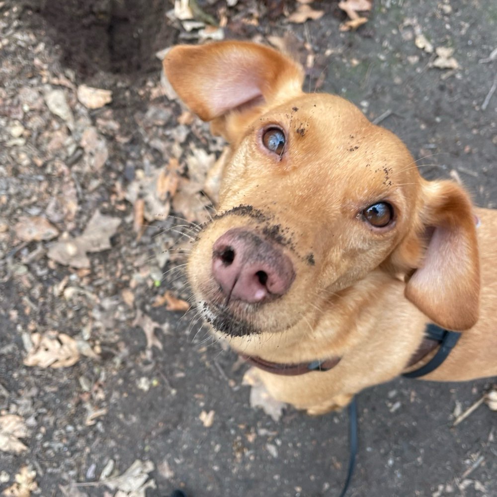 Hundetreffen-Gemeinsame Hunderunde-Profilbild