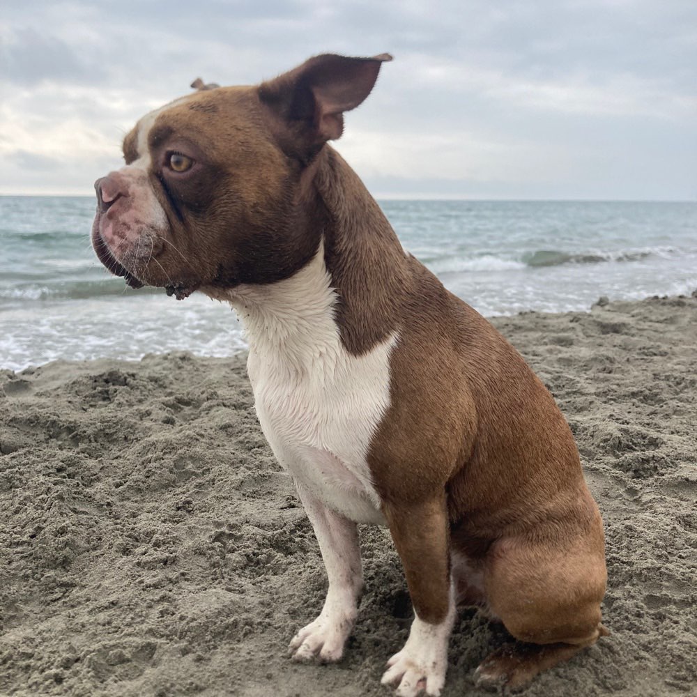 Hundetreffen-Bulldoggen, Bosti Treffen-Profilbild