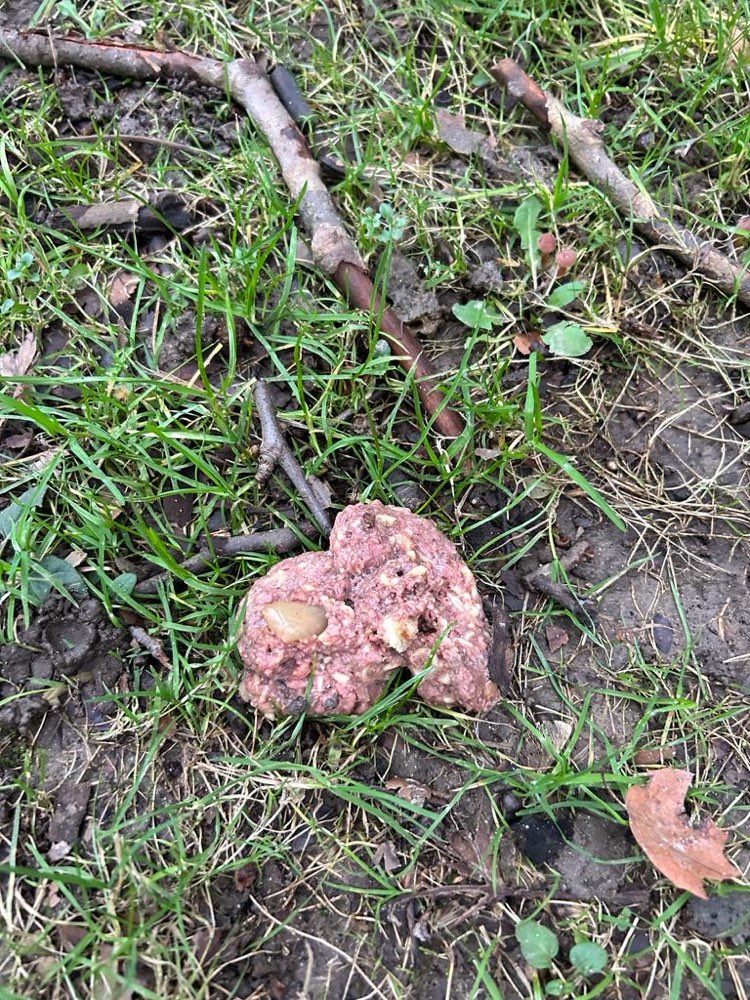 Giftköder-Hackfleisch mit unbekannten Inhalt-Profilbild