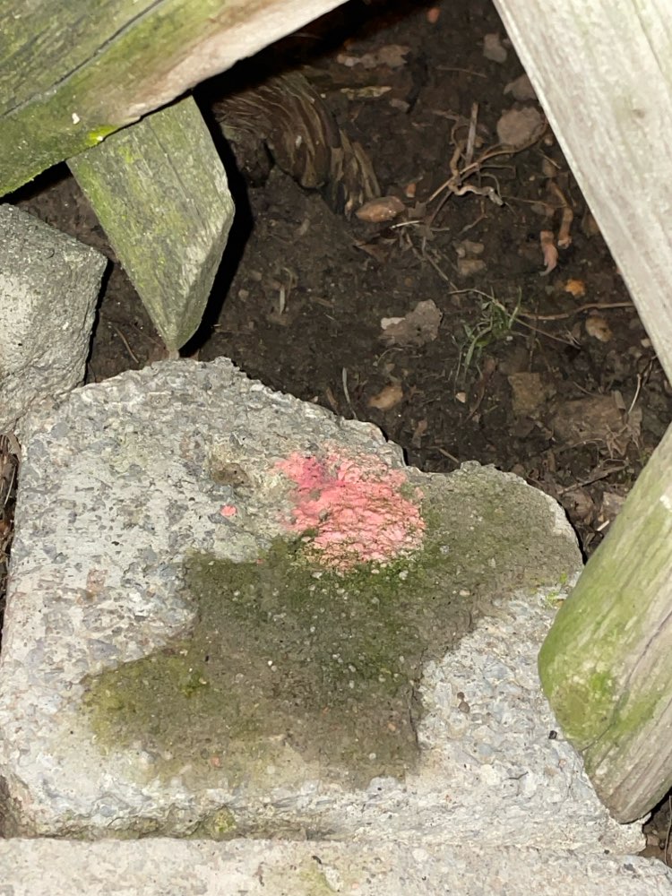 Giftköder-Rattengift-Profilbild