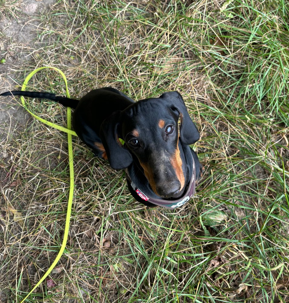 Hundetreffen-Gassirunde am Killesberg oder nach Absprache auch im Wald-Profilbild