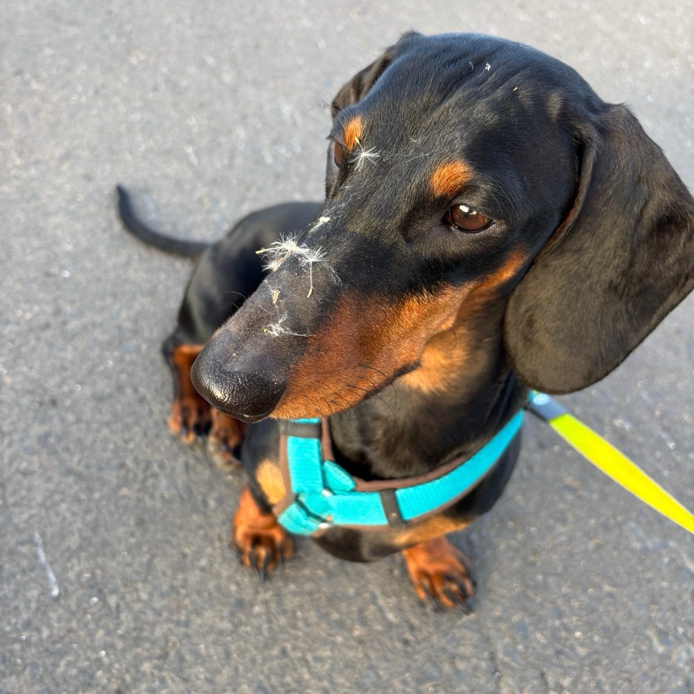 Hundetreffen-Interesse an Mantrailing?-Profilbild