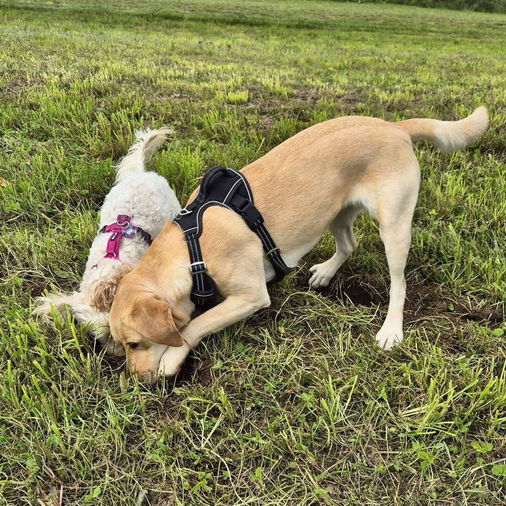 Hundetreffen-Treffen um Hundebegnungen zu trainieren-Profilbild
